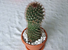cactusi 2011 008