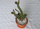 cactusi 2011 014
