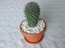 cactusi 2011 018