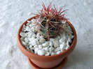cactusi 2011 035