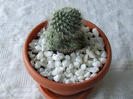 cactusi 2011 044