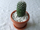 cactusi 2011 057
