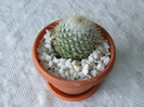 cactusi 2011 062