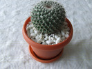 cactusi 2011 077