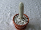 cactusi 2011 095