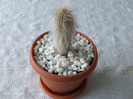 cactusi 2011 102