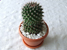 cactusi 2011 105