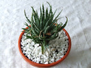 cactusi 2011 110
