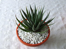 cactusi 2011 113