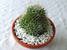cactusi 2011 148