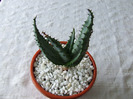 cactusi 2011 154