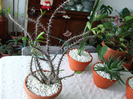 cactusi 2011 155