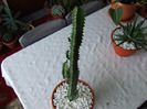 cactusi 2011 158