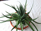 cactusi 2011 164