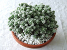 cactusi 2011 170