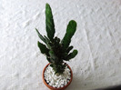 cactusi 2011 172