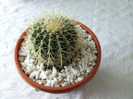 cactusi 2011 179