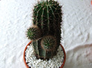 cactusi 2011 182