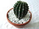cactusi 2011 187