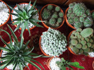 cactusi 2011 201