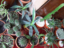 cactusi 2011 204