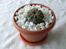 cactusi 2011 212