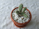 cactusi 2011 225