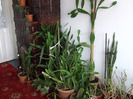 cactusi 2011 239