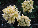 Hyacinth Yellow Queen (2011, April 19)