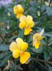 Yellow Trailing Pansy (2011, Apr.16)