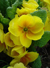 Yellow Primula (2011, April 20)