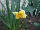 Daffodil Sovereign (2011, April 20)