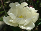 DSC02917