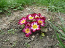 PRIMULA