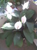 are 7 flori in 20.04.2011  !!