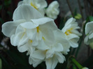 Narcissus Bridal Crown (2011, April 20)