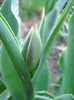 Tulip_Lalea (2011, April 14)
