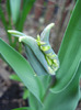 Tulipa Parrot (2011, April 16)