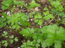 Parsley_Patrunjel, 17apr2011