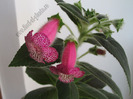 Kohleria Yf\'s Tova 8