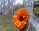IMG0777A