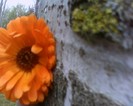 IMG0778A