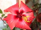 florii 004