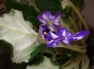 violeta