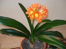 florii 009