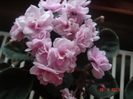 vio mini roz