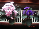 cele 2 violete mini