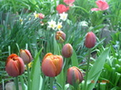 DSC06235