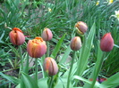 DSC06234