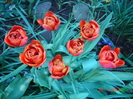 DSC06250